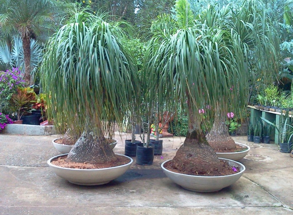 Muda De Ravenala - Plantas Com 60 Cm De Altura Decora Garden
